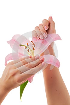Beautiful French manicure on a background of delicate lily petals, isolated on a white background