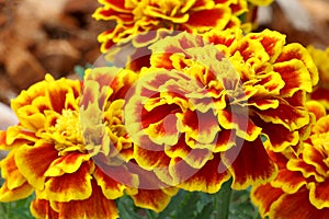 Beautiful french marigold flowers are blooming photo