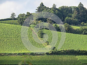 beautiful French vineyards grape production organized meticulous wine photo