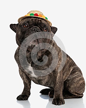 beautiful frenchie dog with colorful tassels cat looking up and sitting