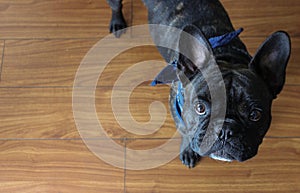 Cute french bulldog face, top view