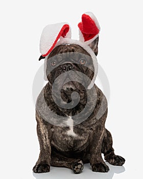 beautiful frenchie puppy wearing red bunny ears headband and looking forward