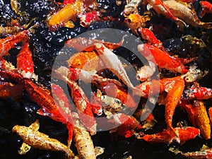 Beautiful frenzy japan koi fish in the pond