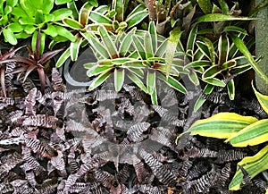 Beautiful Fresh Aechmea Fasciata or Urn Plants