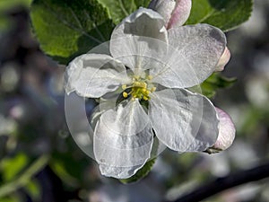 Beautiful fresh Apple blossoms on a branch, macro