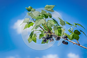 Beautiful and fresh black currant on branch in summer on a background blue sky and white clouds