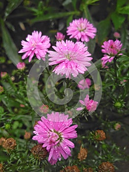 Beautiful fresh bloom flower with small petals blooming after rain