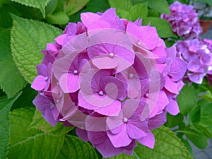 Beautiful fresh blooming pink Hydrangea close up with blurry background