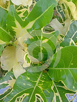 beautiful, fresh and blooming of puring tree with green and yellow leaf