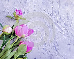 Beautiful fresh blossom bouquet congratulations celebration design elegant flower peony on gray concrete background