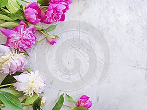 Beautiful fresh blossom holiday congratulations celebration design elegant flower peony on gray concrete background