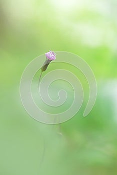 A beautiful fresh blossom of little pink bush Flowers in garden