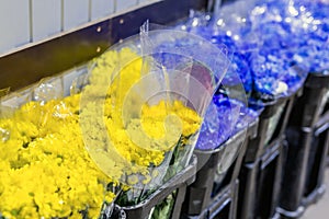 Beautiful fresh blue and red flowers at flowermarket. Wholesale flower shop. Retail and gross cut flower store concept