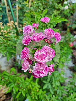 beautiful fresh bouquet pink vineyard song rose flower tree with green leaves in botany garden. soft fragant purple romance plant