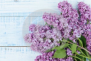 Beautiful fresh branch of lilac blossoms on a light blue wooden background.