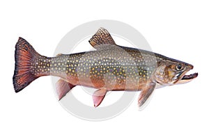 Beautiful fresh caught male brook trout in spawning colors isolated on a white background