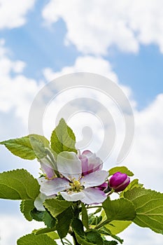 Beautiful fresh cherry blossom in the early spring