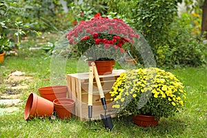 Beautiful fresh chrysanthemum flowers and gardening tools