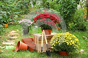 Beautiful fresh chrysanthemum flowers and gardening tools