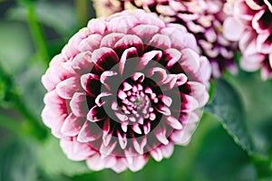 Beautiful fresh colorful white and purple dahlia flowers in full bloom. autumn floral texture for background