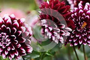 Beautiful fresh colorful white and purple dahlia flowers in full bloom. autumn floral texture for background