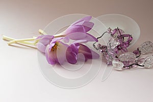 Beautiful fresh crocus flowers. Elegant purple flowers decoration with necklace on pink background