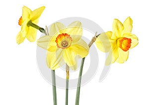Beautiful fresh daffodils flowers isolated on white background
