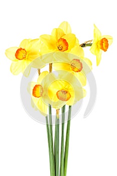 Beautiful fresh daffodils flowers isolated on white background. Narcissus flowers