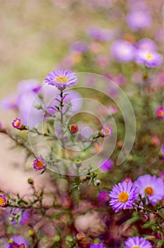 Beautiful fresh daisies bloom outdoors in the field