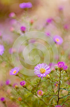 Beautiful fresh daisies bloom outdoors in the field