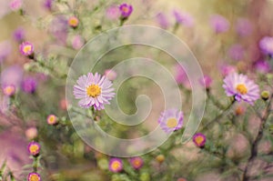 Beautiful fresh daisies bloom outdoors in the field