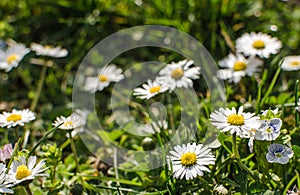 Beautiful fresh daisies bloom outdoors in the field