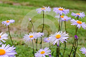 Beautiful fresh daisies bloom outdoors in the field