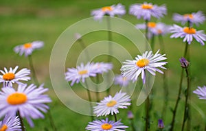 Beautiful fresh daisies bloom outdoors in the field