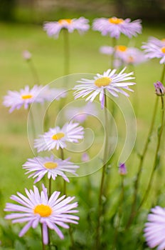 Beautiful fresh daisies bloom outdoors in the field