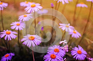 Beautiful fresh daisies bloom outdoors in the field