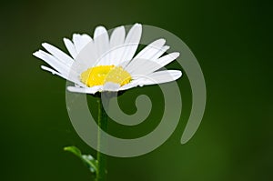 Beautiful fresh daisies bloom outdoors in the field