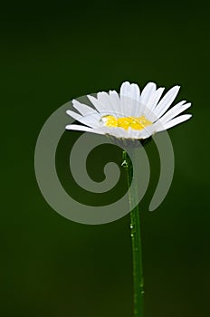 Beautiful fresh daisies bloom outdoors in the field