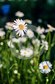 Beautiful fresh daisies bloom outdoors in the field