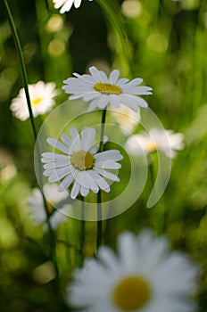 Beautiful fresh daisies bloom outdoors in the field