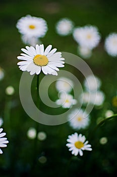 Beautiful fresh daisies bloom outdoors in the field