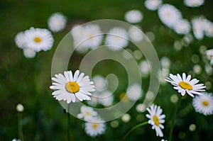 Beautiful fresh daisies bloom outdoors in the field