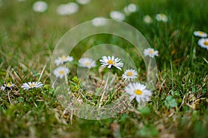 Beautiful fresh daisies bloom outdoors in the field