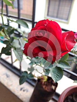 Beautiful fresh dark Red Rose