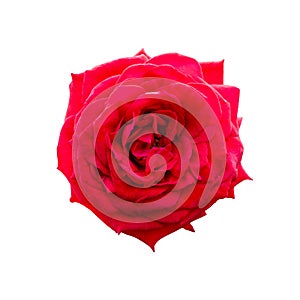 A beautiful fresh dark red rose flower isolated on white background