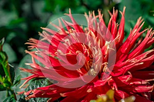 Beautiful and fresh  dhalia flower with cute petals