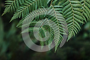 Beautiful fresh fern leaves on a dark background