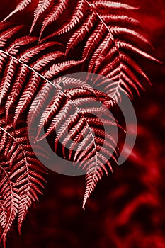 Beautiful fresh fern leaves in a red color on a dark background