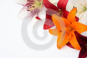 Beautiful fresh flowers. Tenderness and pleasant smell. Garden Lilies