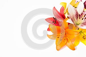 Beautiful fresh flowers. Tenderness and pleasant smell. Garden Lilies